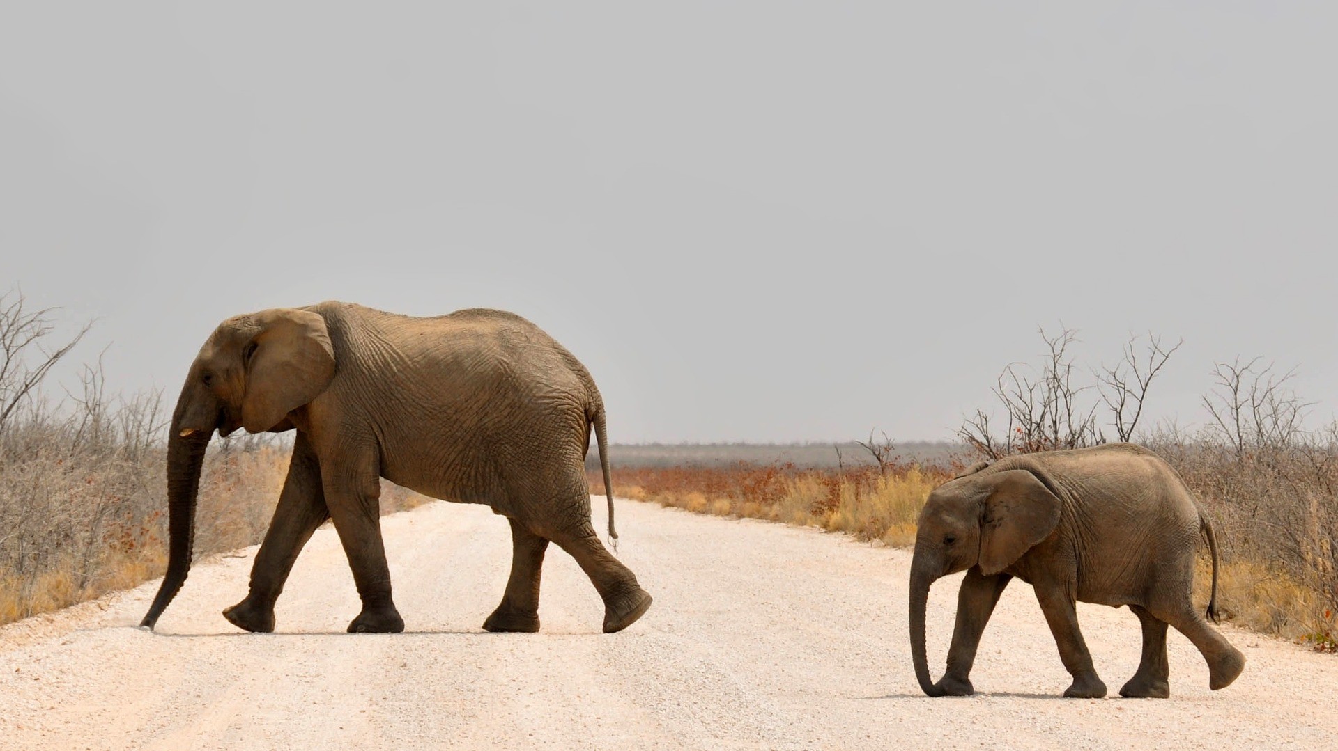 elephant-parcs-namibie