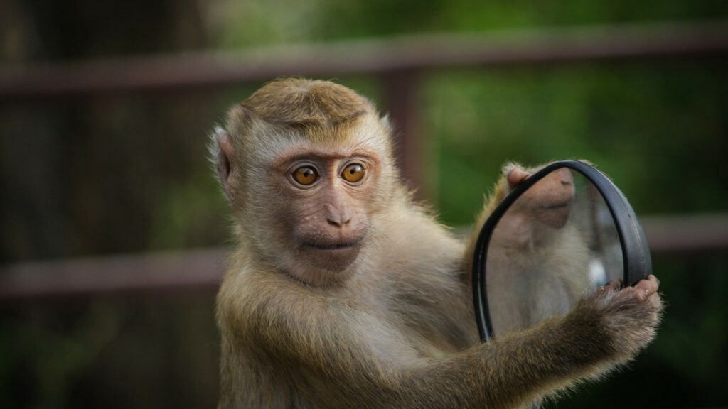 Des conseils pour le billet d'entrée au zoo de Beauval !