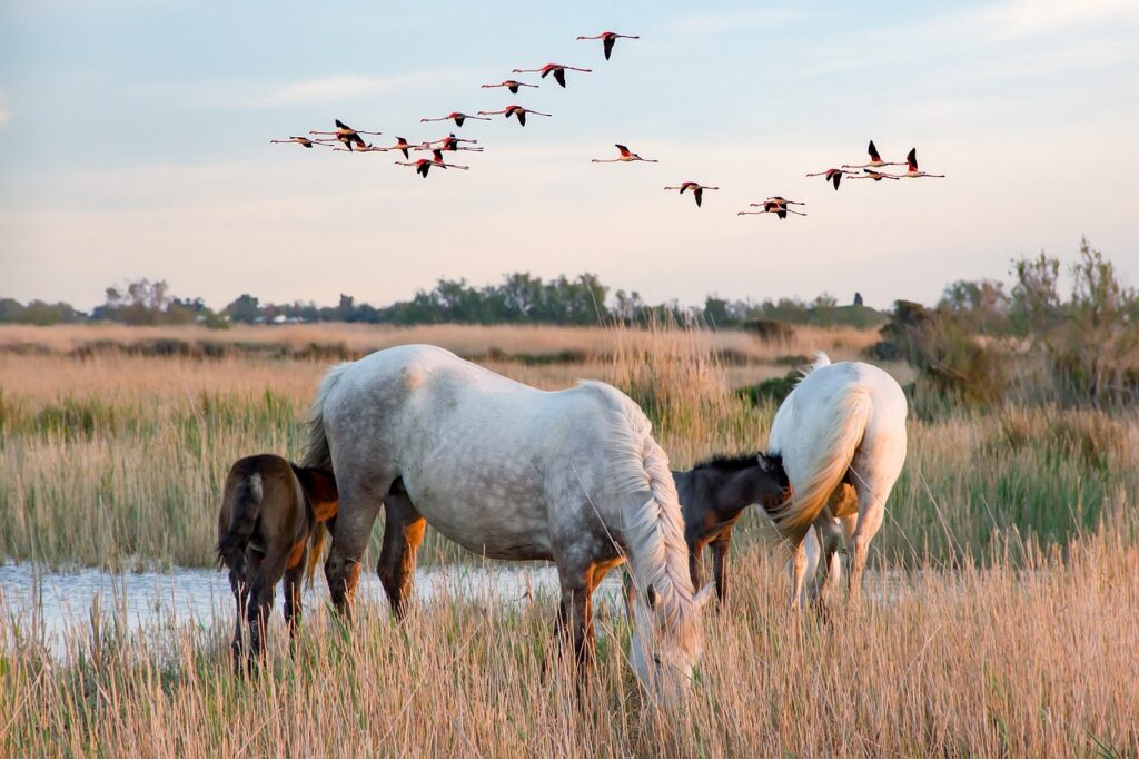 Séjour en Camargue : hôtel ou chambre d'hôte